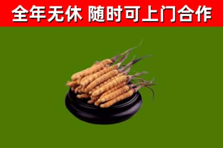 临潭县回收散虫草