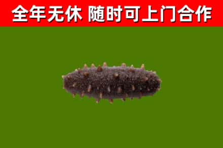 临潭县回收海参干